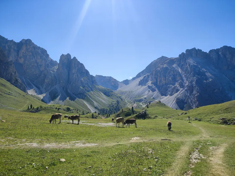 Alpage et troupeau le long du chemin